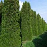 Zašto tuja žuti ljeti i šta učiniti